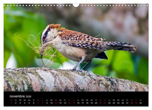 Produktbild: Costa Rica Paradis de la Biodiversit&eacute; (Calendrier mural 2026 DIN A3 vertical), CALVENDO calendrier mensuel
