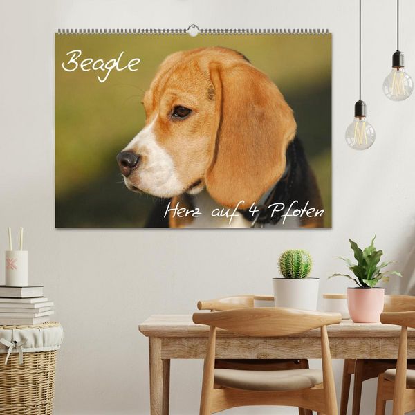 Produktbild: Beagle - Herz auf 4 Pfoten (Wandkalender 2026 DIN A2 quer), CALVENDO Monatskalender