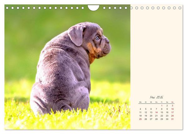 Produktbild: Dicke Freunde. Englische Bulldoggen (Wandkalender 2026 DIN A4 quer), CALVENDO Monatskalender