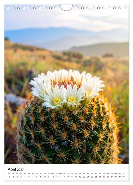 Produktbild: Beautiful Spiky Balls (Wall Calendar 2027 DIN A4 portrait), CALVENDO 12 Month Wall Calendar