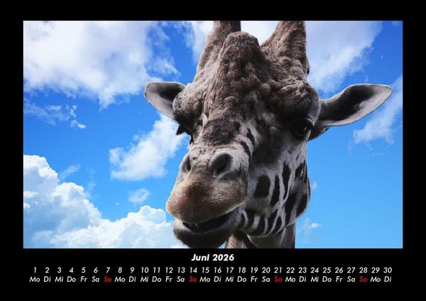 Produktbild: Giraffen 2026 Fotokalender DIN A3