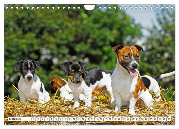 Produktbild: 100000 Volt auf vier Pfoten - Jack und Parson Russell Terrier (Wandkalender 2026 DIN A4 quer), CALVENDO Monatskalender