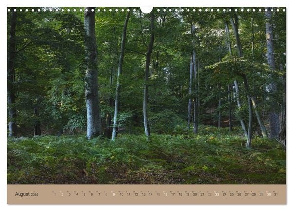 Produktbild: Unser Wald - Magische Sichten in norddeutsche W&auml;lder (Wandkalender 2026 DIN A3 quer), CALVENDO Monatskalender
