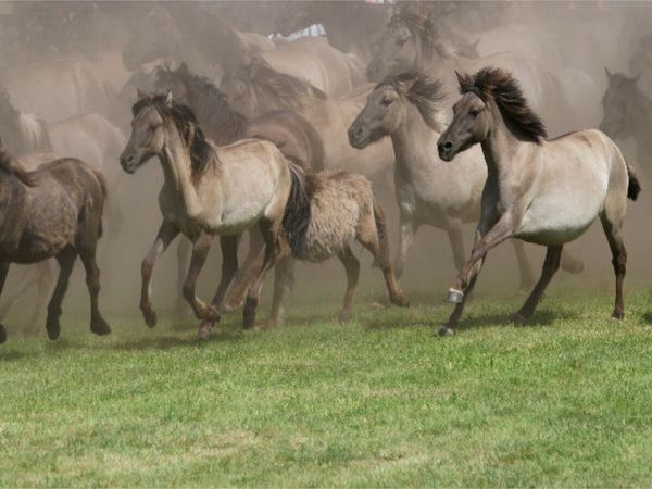Produktbild: CALVENDO Puzzle Wildpferde beim Einlauf in die Arena | 1000 Teile Lege-Gr&ouml;&szlig;e 64x48cm Foto-Puzzle f&uuml;r gl&uuml;ckliche Stunden