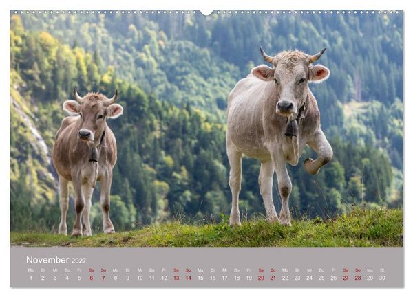 Produktbild: Allg&auml;uer Rindvieh 2027 (hochwertiger Premium Wandkalender 2027 DIN A2 quer), Kunstdruck in Hochglanz