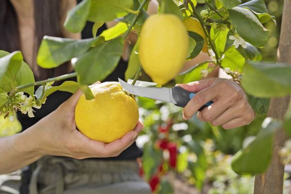 Produktbild: GARDENA 12211-20 Gartenmesser