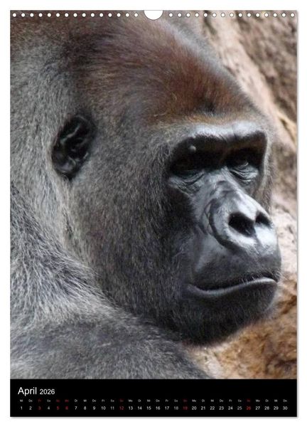 Produktbild: Gorillas (Wandkalender 2026 DIN A3 hoch), CALVENDO Monatskalender