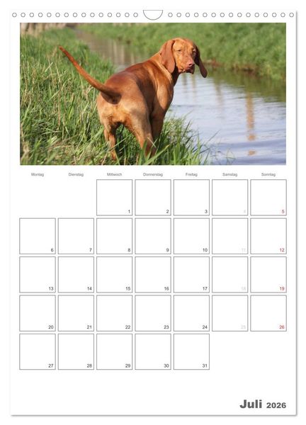 Produktbild: Magyar Vizsla (Wandkalender 2026 DIN A3 hoch), CALVENDO Monatskalender