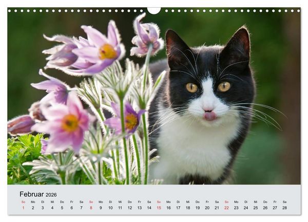 Produktbild: Katzen im Garten (Wandkalender 2026 DIN A3 quer), CALVENDO Monatskalender