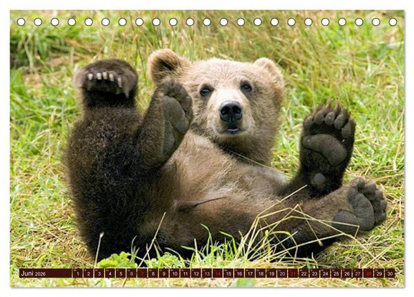 Produktbild: B&auml;ren. Unterwegs mit Meister Petz (Tischkalender 2026 DIN A5 quer), CALVENDO Monatskalender