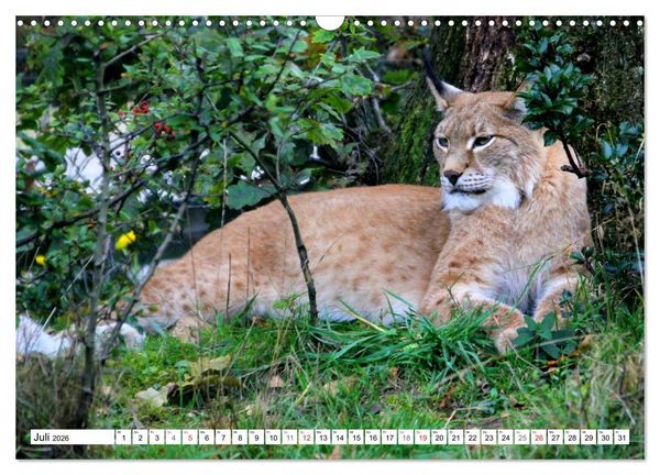 Produktbild: Der Luchs - Der J&auml;ger auf leisen Pfoten (Wandkalender 2026 DIN A3 quer), CALVENDO Monatskalender