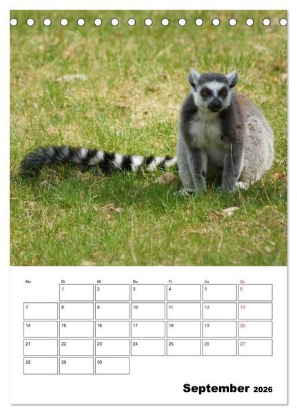 Produktbild: Katta Terminplaner (Tischkalender 2026 DIN A5 hoch), CALVENDO Monatskalender