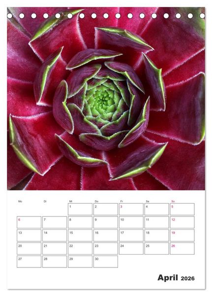 Produktbild: Ich liebe Sempervivum (Tischkalender 2026 DIN A5 hoch), CALVENDO Monatskalender