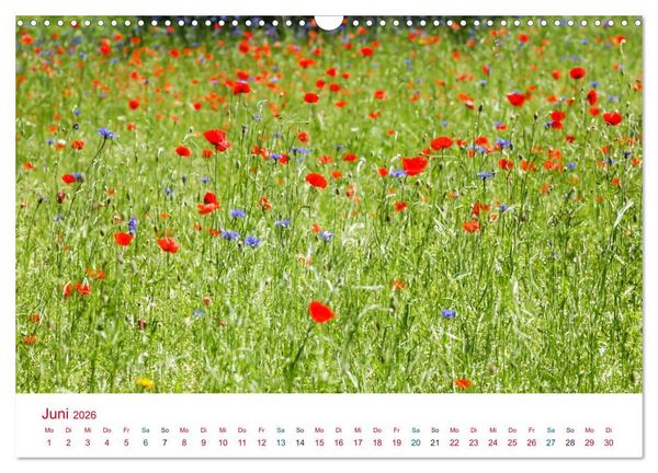 Produktbild: Mohnblumen (Wandkalender 2026 DIN A3 quer), CALVENDO Monatskalender