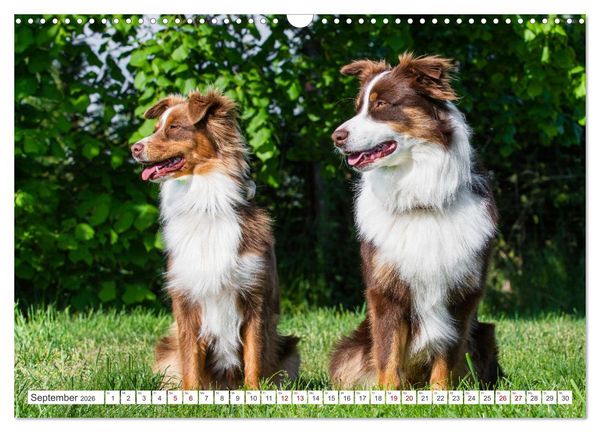 Produktbild: Unsere Freunde auf vier Pfoten - Hunde (Wandkalender 2026 DIN A3 quer), CALVENDO Monatskalender