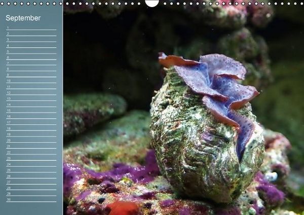 Produktbild: Bunte Riffbewohner - Fische, Anemonen und noch viel mehr (Wandkalender immerw&auml;hrend DIN A3 quer)