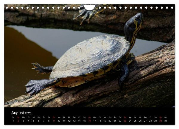 Produktbild: Das Leben der Schildkr&ouml;ten (Wandkalender 2026 DIN A4 quer), CALVENDO Monatskalender