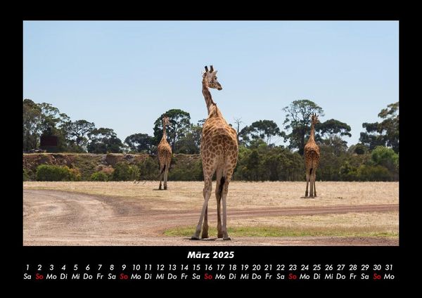 Produktbild: Giraffen 2025 Fotokalender DIN A3