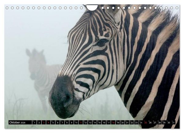 Produktbild: Zebras - Ungez&auml;hmte Kraft (Wandkalender 2026 DIN A4 quer), CALVENDO Monatskalender