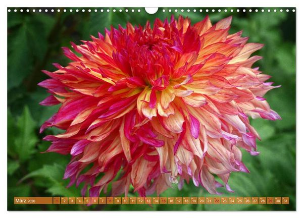 Produktbild: Flower Power - Zauberhafte K&uuml;belpflanzen (Wandkalender 2026 DIN A3 quer), CALVENDO Monatskalender