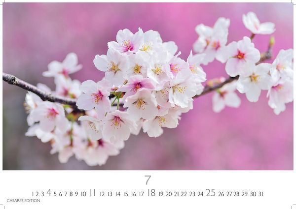 Produktbild: Flower Fantasy Kalender 2027 &ndash; Wandkalender | Fotokalender Naturkalender | Blumenkalender | 24x35cm - Wundersch&ouml;ne Blumenfotos in bestechender &Auml;sthetik
