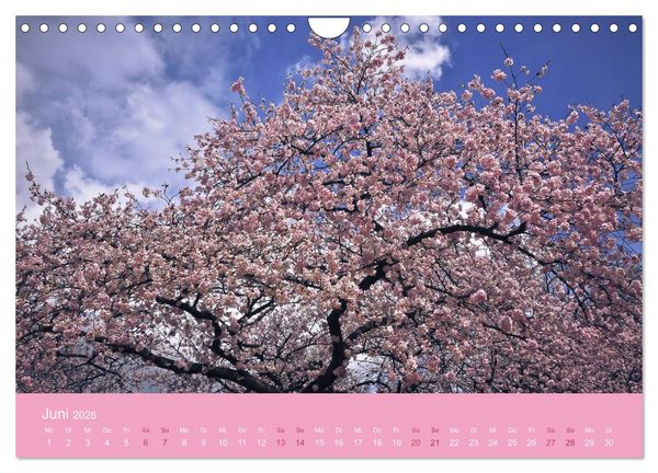 Produktbild: Zarte Kirschbl&uuml;ten - Berauschende Gedankend&uuml;fte (Wandkalender 2026 DIN A4 quer), CALVENDO Monatskalender