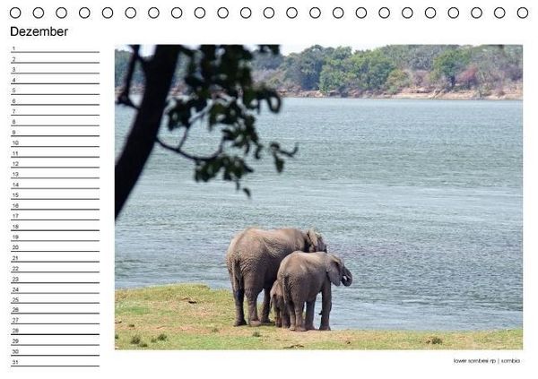 Produktbild: begegnungen - elefanten im s&uuml;dlichen afrika (Tischkalender immerw&auml;hrend DIN A5 quer)