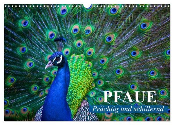 Pfaue. Prächtig und schillernd (Wandkalender 2026 DIN A3 quer), CALVENDO Monatskalender