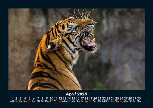 Produktbild: Tiger 2026 Fotokalender DIN A5
