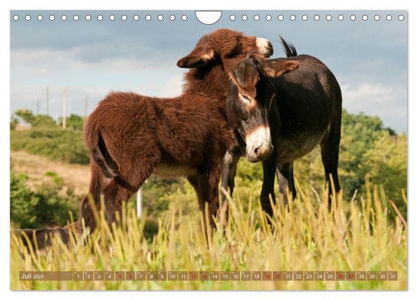 Produktbild: Bulgarische Gro&szlig;esel - Schwarze Sch&ouml;nheiten (Wandkalender 2025 DIN A4 quer), CALVENDO Monatskalender