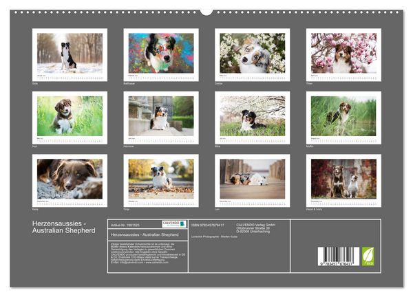 Produktbild: Herzensaussies - Australian Shepherd (hochwertiger Premium Wandkalender 2026 DIN A2 quer), Kunstdruck in Hochglanz