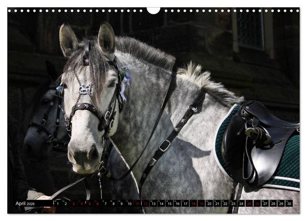 Produktbild: Schwere Warmbl&uuml;ter 2026 (Wandkalender 2026 DIN A3 quer), CALVENDO Monatskalender
