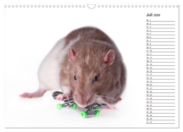 Produktbild: Ratten. Kleine Nager, gro&szlig;es Herz. (Wandkalender 2026 DIN A3 quer), CALVENDO Monatskalender