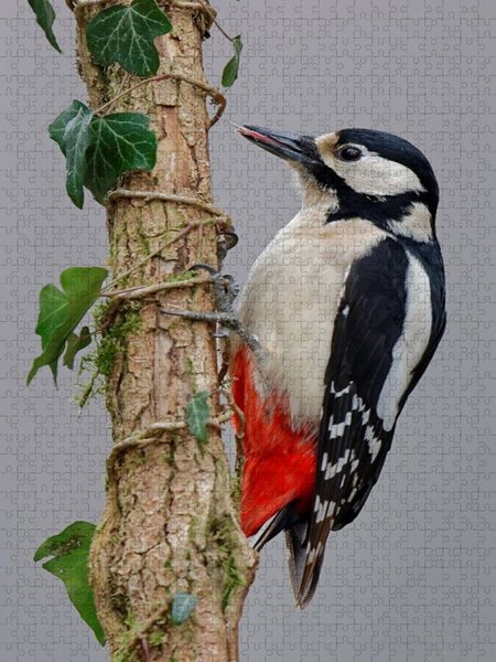 Produktbild: CALVENDO Puzzle Buntspecht | 1000 Teile Lege-Gr&ouml;&szlig;e 64x48cm Foto-Puzzle f&uuml;r gl&uuml;ckliche Stunden