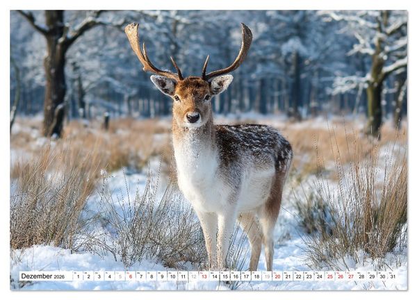 Produktbild: HIRSCHE UND REHE - Ein Jahr in freier Wildbahn (Wandkalender 2026 DIN A4 quer), CALVENDO Monatskalender