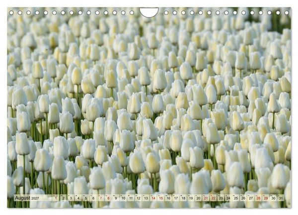 Produktbild: Tulpen - Hollands Stolz (Wandkalender 2027 DIN A4 quer), CALVENDO Monatskalender