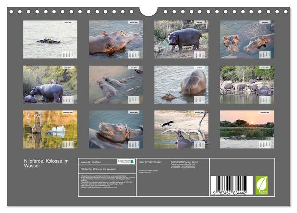 Produktbild: Nilpferde, Kolosse im Wasser (Wandkalender 2026 DIN A4 quer), CALVENDO Monatskalender