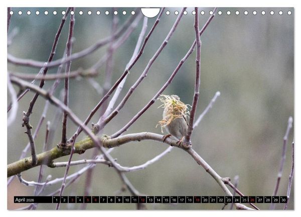 Produktbild: Gartenv&ouml;gel (Wandkalender 2026 DIN A4 quer), CALVENDO Monatskalender