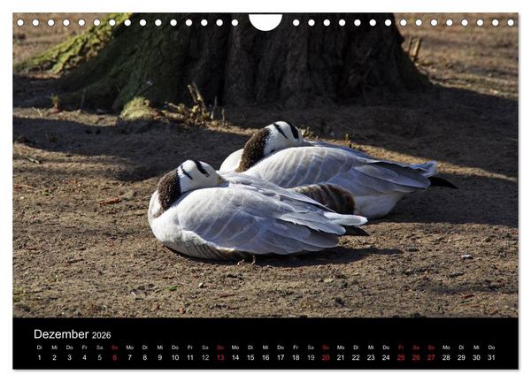 Produktbild: Welt der Tiere (Wandkalender 2026 DIN A4 quer), CALVENDO Monatskalender