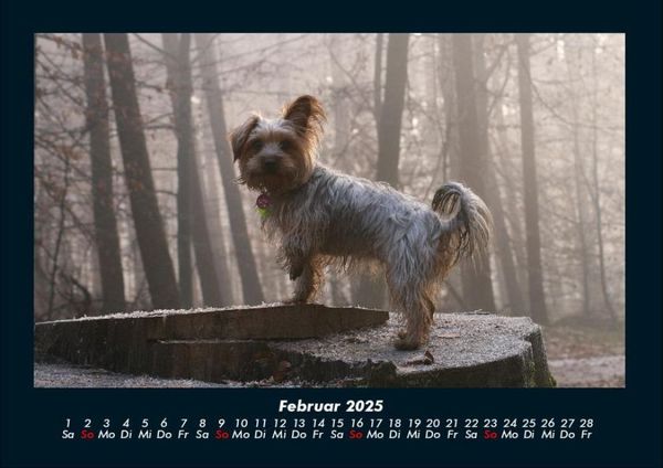 Produktbild: Hundezauber 2025 Fotokalender DIN A4