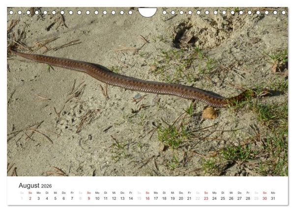 Produktbild: Das Leben der Reptilien (Wandkalender 2026 DIN A4 quer), CALVENDO Monatskalender