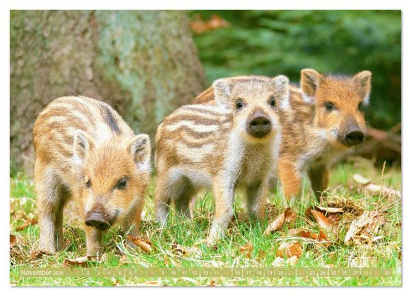 Produktbild: Wald-Kindergarten: Tierkinder im Wald (hochwertiger Premium Wandkalender 2026 DIN A2 quer), Kunstdruck in Hochglanz