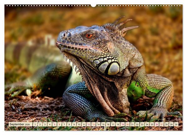 Produktbild: Wundersch&ouml;ner Leguan (Wandkalender 2026 DIN A2 quer), CALVENDO Monatskalender