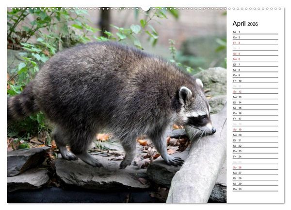 Produktbild: Der kleine R&auml;uber mit Maske - Waschb&auml;ren (Wandkalender 2026 DIN A2 quer), CALVENDO Monatskalender