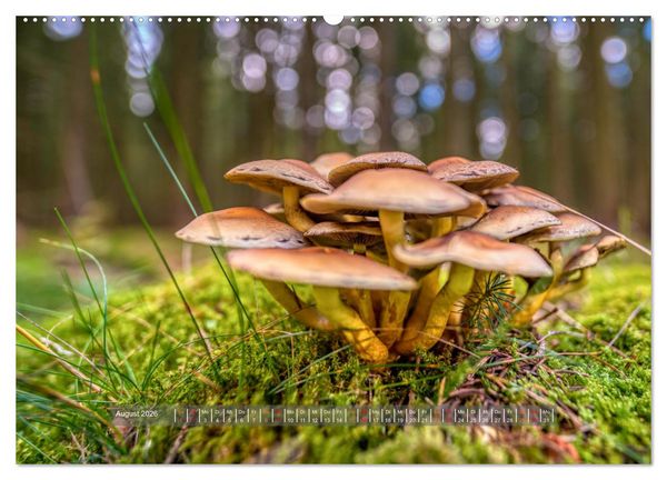 Produktbild: Vielfalt am Waldboden (Wandkalender 2026 DIN A2 quer), CALVENDO Monatskalender
