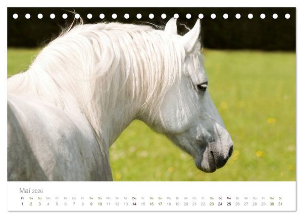 Produktbild: Faszination und Vielfalt - Schwarzw&auml;lder Kaltblut (Tischkalender 2026 DIN A5 quer), CALVENDO Monatskalender