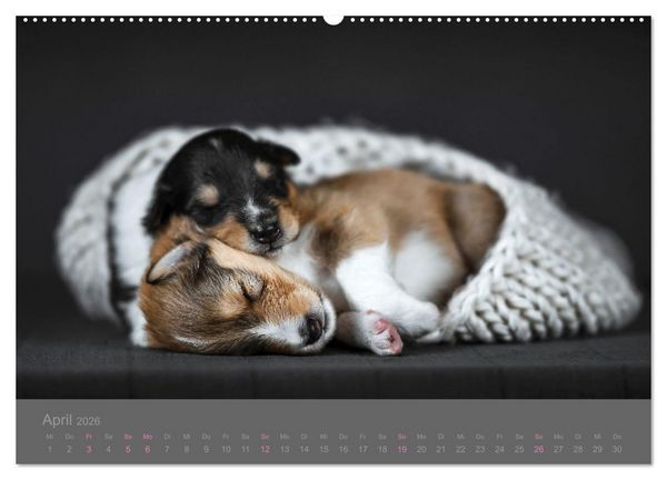 Produktbild: Collie Welpen einfach zuckers&uuml;&szlig; (hochwertiger Premium Wandkalender 2026 DIN A2 quer), Kunstdruck in Hochglanz