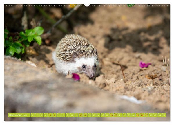 Produktbild: Atelerix - Afrikanische Wei&szlig;bauchigel (hochwertiger Premium Wandkalender 2026 DIN A2 quer), Kunstdruck in Hochglanz