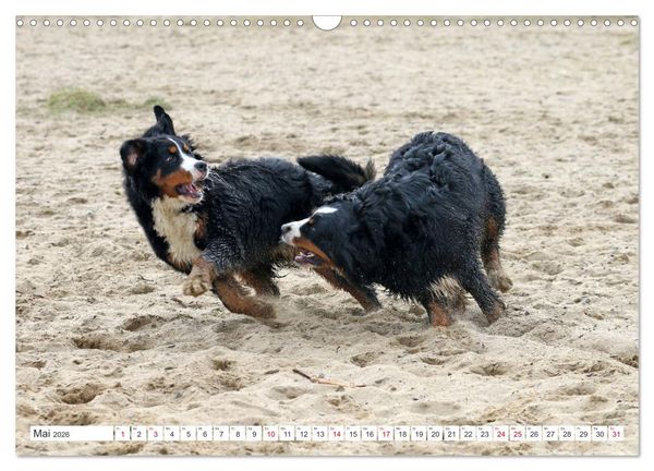 Produktbild: Berner Sennenhunde machen gl&uuml;cklich (Wandkalender 2026 DIN A3 quer), CALVENDO Monatskalender