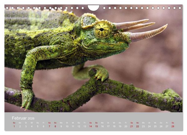 Produktbild: Terrarientiere (Wandkalender 2026 DIN A4 quer), CALVENDO Monatskalender